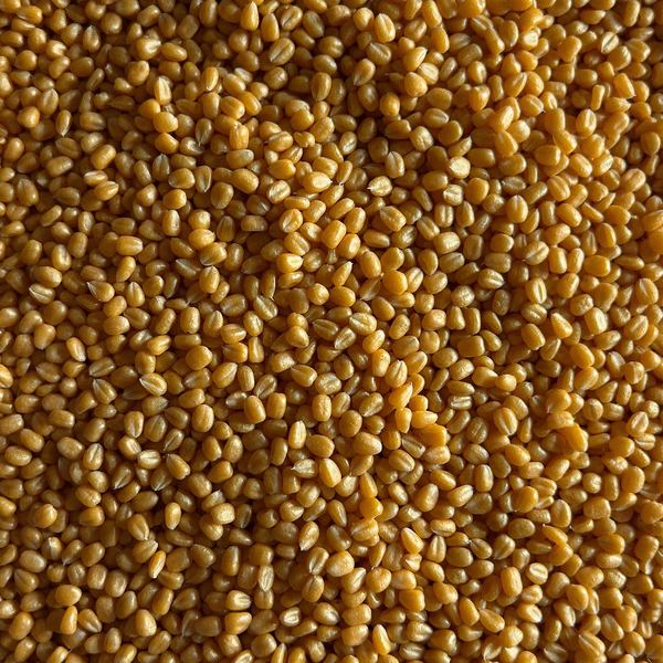Golden dried maize kernels